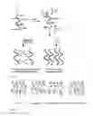 Fig. 02 - Transparent hydrogel and method of making the same from functionalized natural polymers
