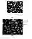 Fig. 04 - NEOCARTILAGE CONSTRUCTS USING UNIVERSAL CELLS