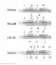 Fig. 30 - Deposition mask, producing method therefor and forming method for thin film pattern
