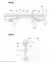 Fig. 07 - Vehicle lamp