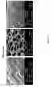 Fig. 16 - HYBRID GRAPHENE MATERIALS AND METHODS OF FABRICATION