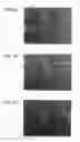 Fig. 05 - METHOD FOR PRODUCING GLASS SHEET AND GLASS SHEET