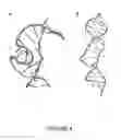 Fig. 05 - T-box riboswitch-binding anti-bacterial compounds
