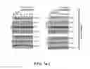Fig. 20 - Selective Grp94 inhibitors and uses thereof