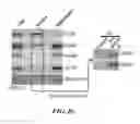 Fig. 26 - Selective Grp94 inhibitors and uses thereof
