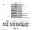 Fig. 27 - Selective Grp94 inhibitors and uses thereof
