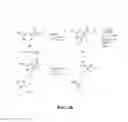 Fig. 11 - Arginase inhibitors and methods of use