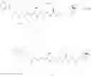 Fig. 620 - LINEAR PEPTIDE ANTIBIOTCS