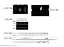 Fig. 18 - Modular DNA-binding domains and methods of use