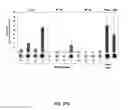 Fig. 46 - Modular DNA-binding domains and methods of use
