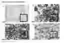 Fig. 07 - APPLICATIONS OF AN IMMUNE SYSTEM-RELEASED ACTIVATING AGENT (ISRAA)