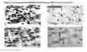 Fig. 17 - APPLICATIONS OF AN IMMUNE SYSTEM-RELEASED ACTIVATING AGENT (ISRAA)