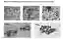 Fig. 23 - APPLICATIONS OF AN IMMUNE SYSTEM-RELEASED ACTIVATING AGENT (ISRAA)
