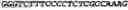 Fig. 02 - CIRCULAR POLYNUCLEOTIDES