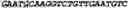 Fig. 03 - CIRCULAR POLYNUCLEOTIDES