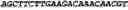 Fig. 05 - CIRCULAR POLYNUCLEOTIDES