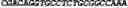 Fig. 103 - CIRCULAR POLYNUCLEOTIDES