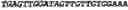 Fig. 11 - CIRCULAR POLYNUCLEOTIDES