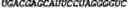 Fig. 125 - CIRCULAR POLYNUCLEOTIDES