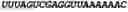 Fig. 141 - CIRCULAR POLYNUCLEOTIDES