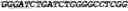 Fig. 15 - CIRCULAR POLYNUCLEOTIDES
