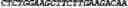 Fig. 157 - CIRCULAR POLYNUCLEOTIDES