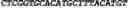 Fig. 168 - CIRCULAR POLYNUCLEOTIDES
