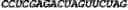 Fig. 174 - CIRCULAR POLYNUCLEOTIDES