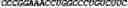 Fig. 181 - CIRCULAR POLYNUCLEOTIDES