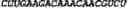 Fig. 186 - CIRCULAR POLYNUCLEOTIDES
