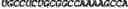 Fig. 189 - CIRCULAR POLYNUCLEOTIDES