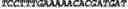 Fig. 19 - CIRCULAR POLYNUCLEOTIDES