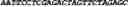 Fig. 203 - CIRCULAR POLYNUCLEOTIDES