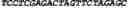 Fig. 22 - CIRCULAR POLYNUCLEOTIDES