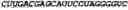 Fig. 239 - CIRCULAR POLYNUCLEOTIDES