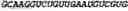 Fig. 241 - CIRCULAR POLYNUCLEOTIDES
