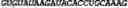 Fig. 247 - CIRCULAR POLYNUCLEOTIDES
