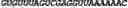 Fig. 255 - CIRCULAR POLYNUCLEOTIDES