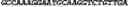 Fig. 41 - CIRCULAR POLYNUCLEOTIDES