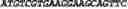 Fig. 42 - CIRCULAR POLYNUCLEOTIDES