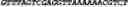 Fig. 55 - CIRCULAR POLYNUCLEOTIDES