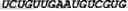 Fig. 70 - CIRCULAR POLYNUCLEOTIDES