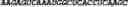 Fig. 79 - CIRCULAR POLYNUCLEOTIDES