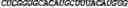 Fig. 83 - CIRCULAR POLYNUCLEOTIDES