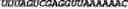 Fig. 84 - CIRCULAR POLYNUCLEOTIDES