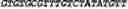Fig. 93 - CIRCULAR POLYNUCLEOTIDES