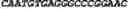 Fig. 95 - CIRCULAR POLYNUCLEOTIDES