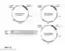 Fig. 13 - METHODS AND COMPOSITIONS FOR CO-EXPRESSION OF POLYPEPTIDES OF INEREST AND IL6