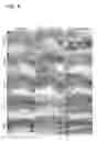 Fig. 08 - Recombinant AAV-crumbs homologue composition and methods for treating LCA-8 and progressive RP