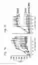 Fig. 09 - Recombinant AAV-crumbs homologue composition and methods for treating LCA-8 and progressive RP